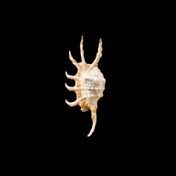 scorpius indomaris 1