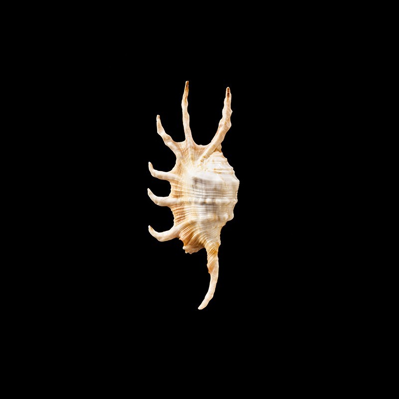 scorpius indomaris 1
