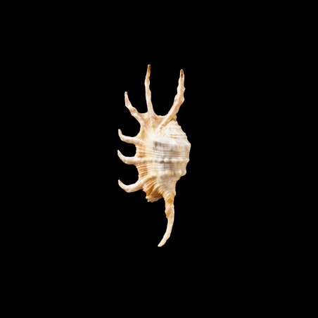scorpius indomaris 1