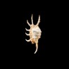 scorpius indomaris 1