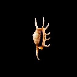 scorpius indomaris 1