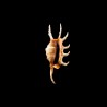 scorpius indomaris 1