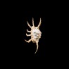 scorpius indomaris 2