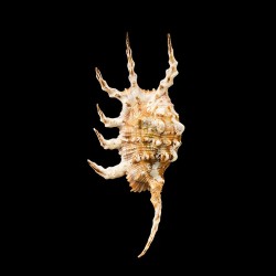 scorpius indomaris 3