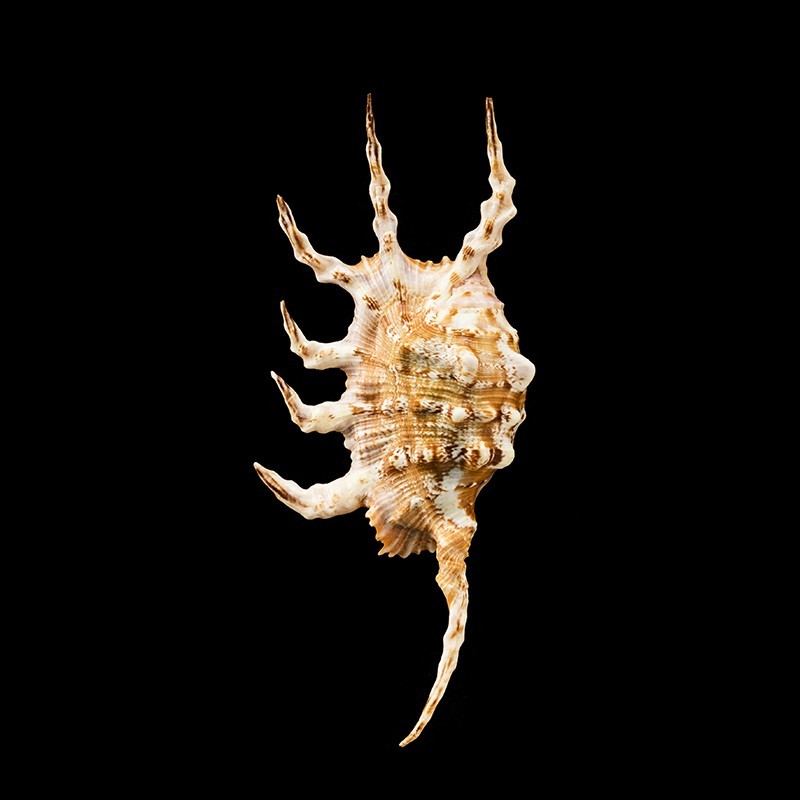 scorpius indomaris 3