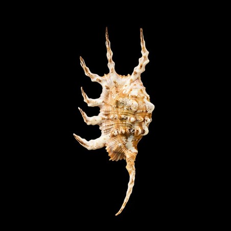 scorpius indomaris 3