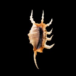 scorpius indomaris 3