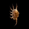 scorpius indomaris 4