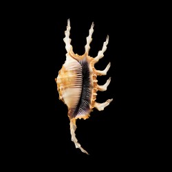 scorpius indomaris 4