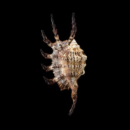 scorpius indomaris 5