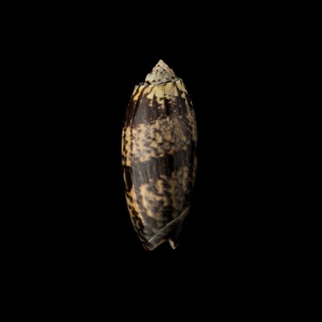 tremulina fumosa 1