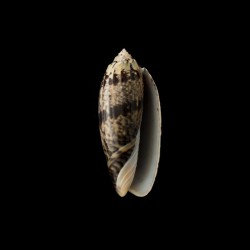 tremulina fumosa 1