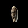 tremulina fumosa 1