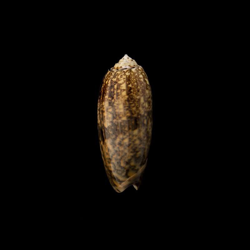 tremulina 1