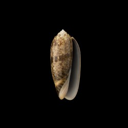 tremulina 1