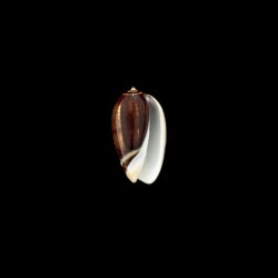 tigrina glandiformis 1