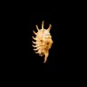 millepeda 1