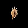 millepeda 1