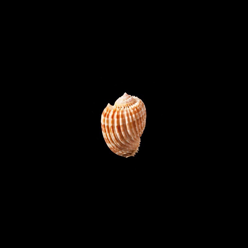 costata laetifica 2