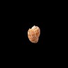 costata laetifica 2