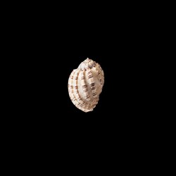 articularis 1