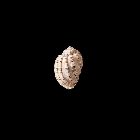 articularis 1