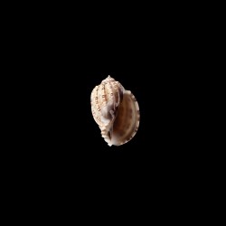 articularis 1