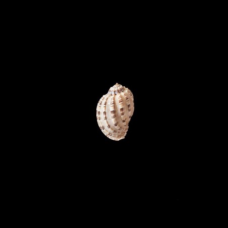 articularis 4