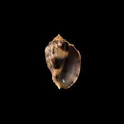 crenata 2