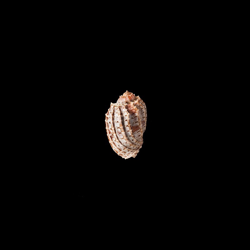 doris robusta 2