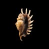 millepeda 5