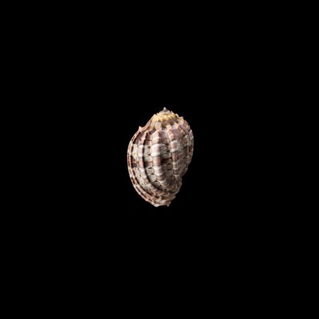 major ligata 2