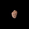 ventricosa 1