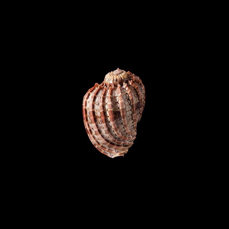 ventricosa 4