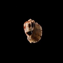 ventricosa 4