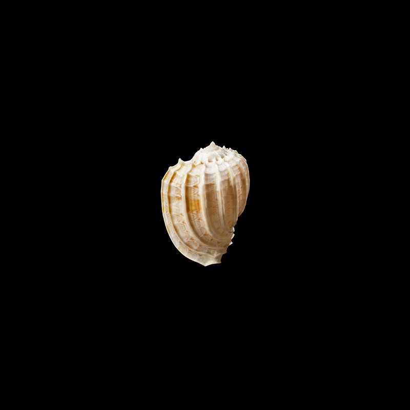 ventricosa 5