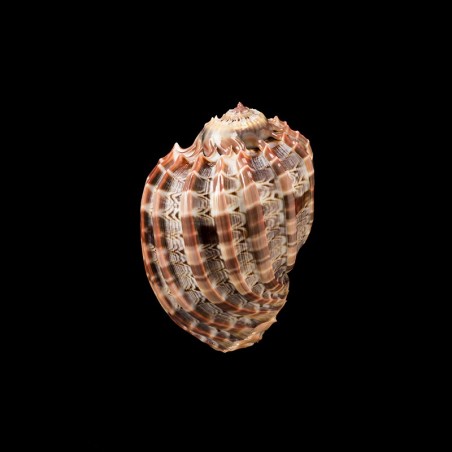 ventricosa 6