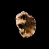 ventricosa 6