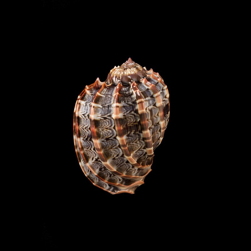 ventricosa 7