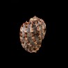 ventricosa 7