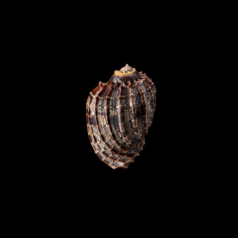 ventricosa 8