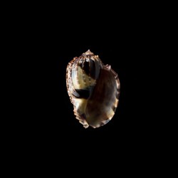 ventricosa 8
