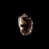 ventricosa 8
