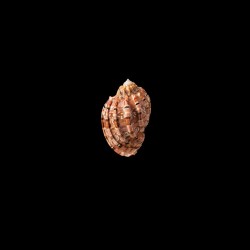major conoidalis 1