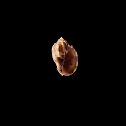 major conoidalis 1