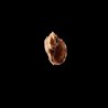 major conoidalis 1