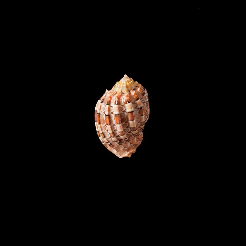 major conoidalis 2