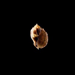 major conoidalis 2
