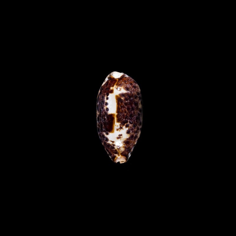 testudinaria ingens 1