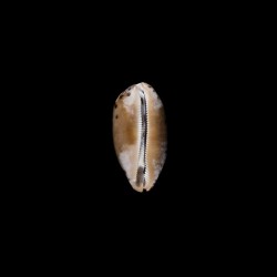 testudinaria ingens 1